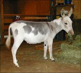 Click here to enlarge this picture.