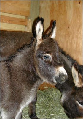 Click here to enlarge this picture.