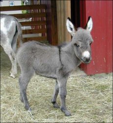 Click here to enlarge this picture.