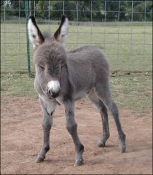 Click here to enlarge this picture.