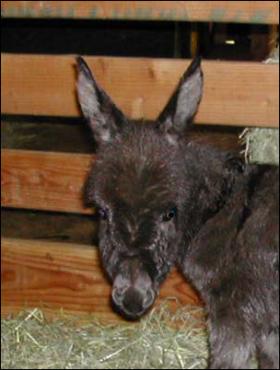 Click here to enlarge this picture.