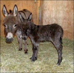 Click here to enlarge this picture.