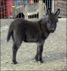 Click here to enlarge this picture.