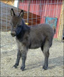 Click here to enlarge this picture.