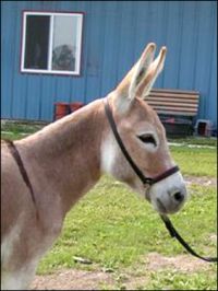 Ass-Pirin Acres Little Bo Peep in Red