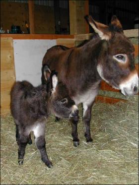 Click here to enlarge this picture.