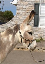 Click here to enlarge this picture.