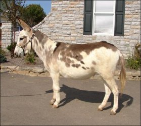 Click here to enlarge this picture.