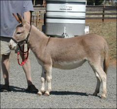 Click here to enlarge this picture.