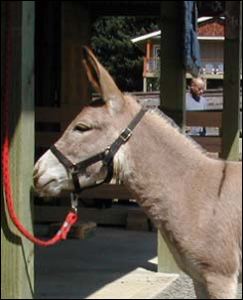 Click here to enlarge this picture.