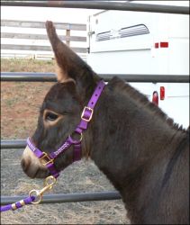 Click here to enlarge this picture.