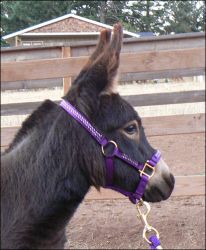 Click here to enlarge this picture.