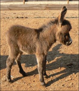 Click photo to enlarge image