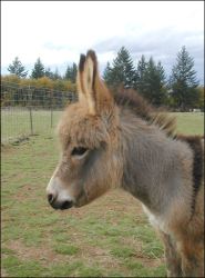 Click here to enlarge this picture.