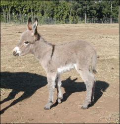 Click here to enlarge this picture.