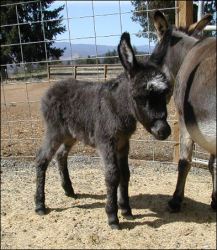 Click here to enlarge this picture.