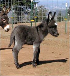 Click here to enlarge this picture.