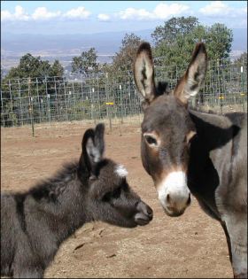 Click here to enlarge this picture.