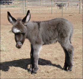 Click here to enlarge this picture.