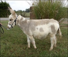 Click here to enlarge this picture.