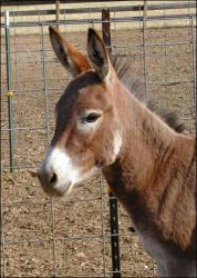 Click photo to enlarge