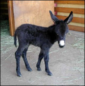 Click here to enlarge this picture.