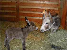 Click here to enlarge this picture.