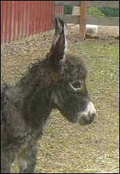 Click photo to enlarge image