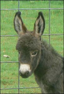 Click photo to enlarge image