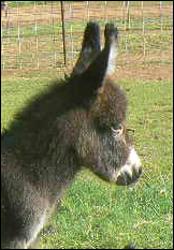 Click photo to enlarge image