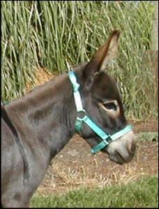 Click here to enlarge this picture.