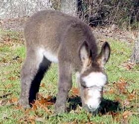 Click here to enlarge this picture.