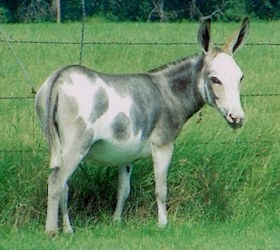 Click here to enlarge this picture.