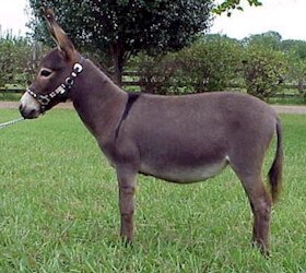 Click here to enlarge this picture.