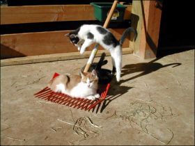 Click here to enlarge this picture.